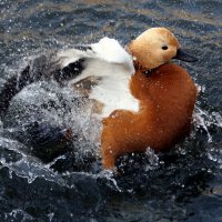 огарь :: Михаил Бибичков