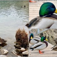 Перезимовали :: Сеня Белгородский