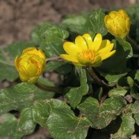 Наконец то весна,первые цветы :: Мариша 