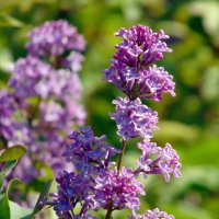 Весенней веточка сирени. :: nadyasilyuk Вознюк