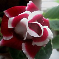 Глоксиния :: Елена Семигина Глоксиния :: Елена Семигина