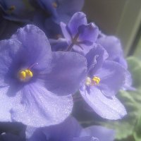 Фиалка :: Елена Семигина