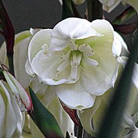 Цветы Барселоны. :: Владимир Драгунский