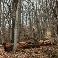 лес в горах Адыгеи :: Игорь Сикорский