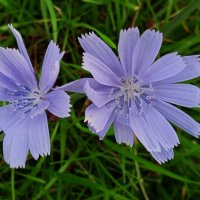 цикорий :: Елена Шаламова