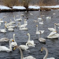 Озеро Светлое (Лебединое) в марте :: Татьяна Лютаева