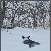 Покорение  снежной целины :: Ольга Довженко