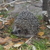 Гость :: елена беликова