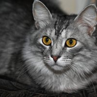 ушки на макушке :: Aleksandr . ушки на макушке :: Aleksandr .