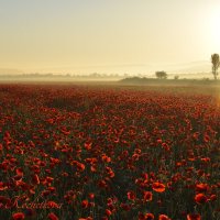 Природа Крыма :: Изумительная Космея