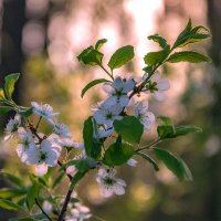 Из весенних снов... :: Наталья Димова