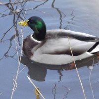 Селезень :: Freddy 97