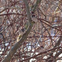 *** :: Игорь Бухало