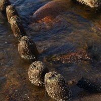 Остатки волнореза. :: Константин Белоногов