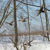 Утки в полёте :: Андрей Снегерёв