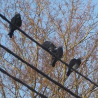 Голуби на проводах :: Дмитрий Никитин