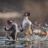 Брызги эмоций :: Александр К.