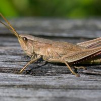 Кобылка :: Владимир Лазарев