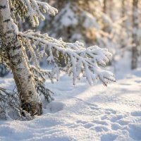 Еловая лапка в снегу :: Лилия 