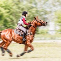 Кросс :: SanSan 