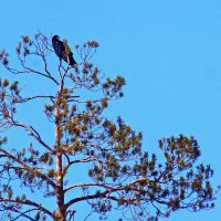 Март...Черный ворон на сосне! :: Владимир Март...Черный ворон на сосне! :: Владимир