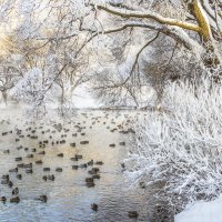 На пруду :: Галина Новинская