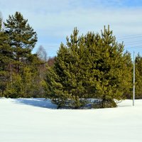 Сосенки. :: ВикТор Быстров Сосенки. :: ВикТор Быстров
