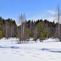 Пролесок. :: ВикТор Быстров