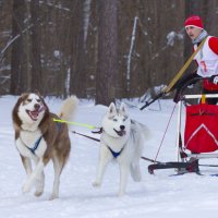 Хаски-биатлон :: Олег Денисов