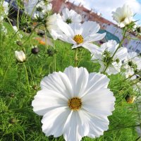 Космеюшка :: Лариса С.