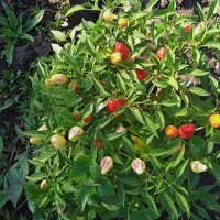 горький перчик :: Елена Шаламова