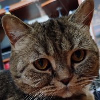 Мордочка :: светлана льдокова