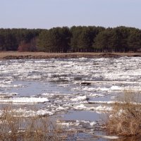 Ледоход на реке :: Наталья ***