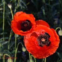 Природа Крыма :: Изумительная Космея