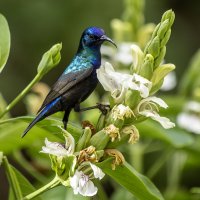 Палестинская нектарница. :: Alexander Amromin