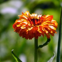 Календулы цветок. :: nadyasilyuk Вознюк