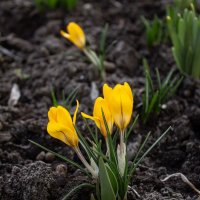 Первые цветы. :: Александр. AVG100 ---