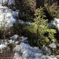 На весеннем солнышке :: Ольга На весеннем солнышке :: Ольга