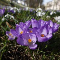 Весна в городe Аугсбург!... :: Галина 