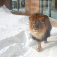 Не в саванне :: Евгений Шафер