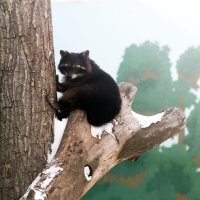 Высоко сижу... :: Евгений Шафер