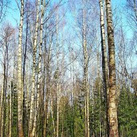 Весна в лесу! :: VasiLina *