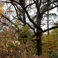 Клён ты мой... :: веселов михаил 