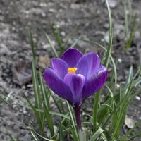 Здравствуй, долгожданный!.. :: Валерий Басыров