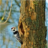 Малый пёстрый дятел :: Валентин Котляров Малый пёстрый дятел :: Валентин Котляров