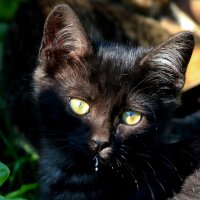 Наелся молочка. :: жанна нечаева Наелся молочка. :: жанна нечаева