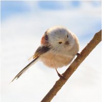 Ополовник :: Валентин Котляров Ополовник :: Валентин Котляров