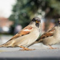 *** :: Николай Чекалин