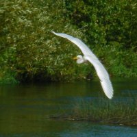 большая белая цапля :: gawrilа - dan