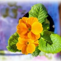 Примулы цвета лисичек :: Елена Сухорученкова